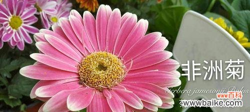 送扶郎花代表的意义和象征 扶郎花的花语与寓意