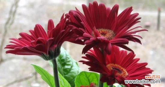 探寻扶郎花的象征意义与传说 以扶郎花代表着爱情的脆弱与美丽