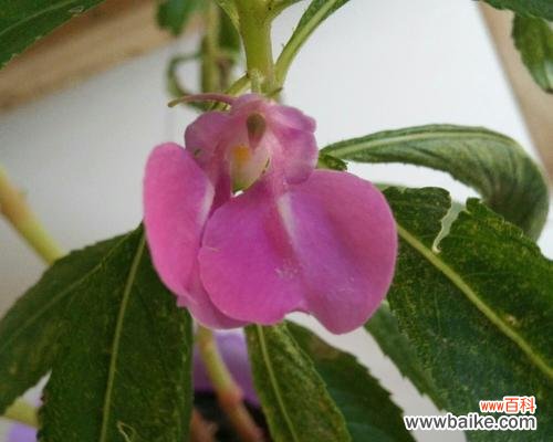 探寻凤仙花的丰富色彩及其寓意 凤仙花的多彩色彩与花语之旅