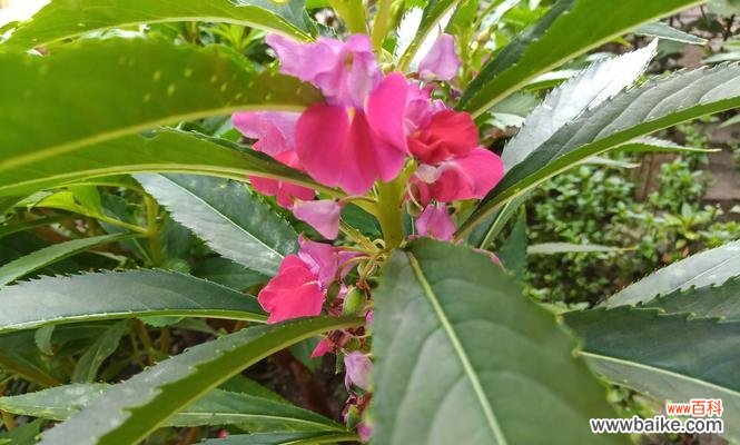 美丽的凤仙花传递着丰富的寓意与情感 凤仙花的象征意义及文化内涵