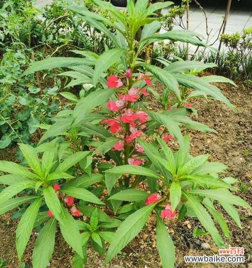 美丽的凤仙花传递着丰富的寓意与情感 凤仙花的象征意义及文化内涵