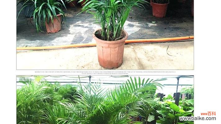 解析凤尾竹开花的好坏与风水 凤尾竹开花的风水寓意