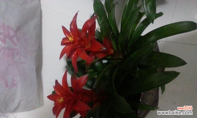 解析凤尾竹开花的好坏与风水 凤尾竹开花的风水寓意