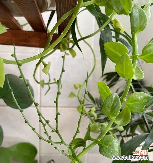 解析凤尾竹开花的好坏与风水 凤尾竹开花的风水寓意