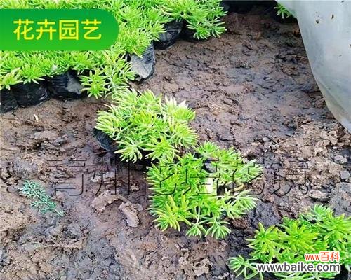 以佛甲草的花语与寓意 以佛甲草的花语和寓意