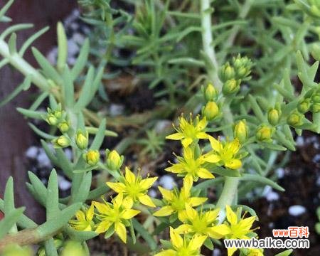 以佛甲草的花语与寓意 以佛甲草的花语和寓意