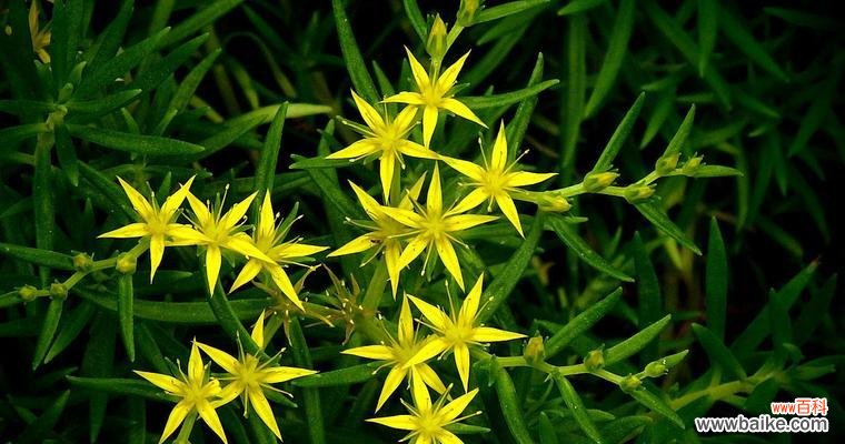 以佛甲草的花语与寓意 以佛甲草的花语和寓意