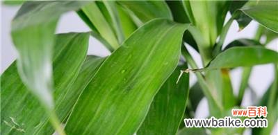 探寻富贵竹的花语和寓意 富贵竹