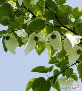 探寻鸽子花所传递的深意与美好 鸽子花的花语