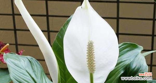 揭秘富贵椰子在风水中的象征与禁忌 富贵椰子