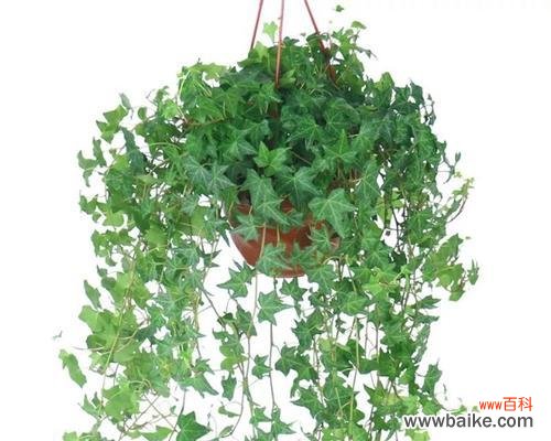 揭秘富贵椰子在风水中的象征与禁忌 富贵椰子