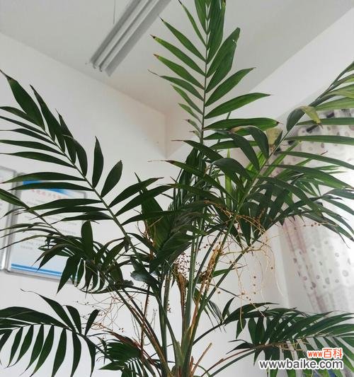 打造财运和吉祥的居家风水秘诀 富贵椰子的风水寓意与摆放位置