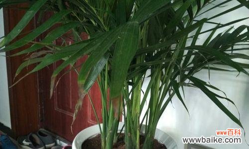 打造财运和吉祥的居家风水秘诀 富贵椰子的风水寓意与摆放位置