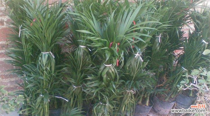 打造财运和吉祥的居家风水秘诀 富贵椰子的风水寓意与摆放位置