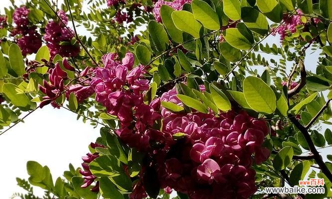 探寻富贵树开花的吉祥寓意与传统文化内涵 富贵树开花的意义与象征