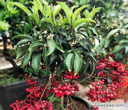 探寻富贵树开花的吉祥寓意与传统文化内涵 富贵树开花的意义与象征