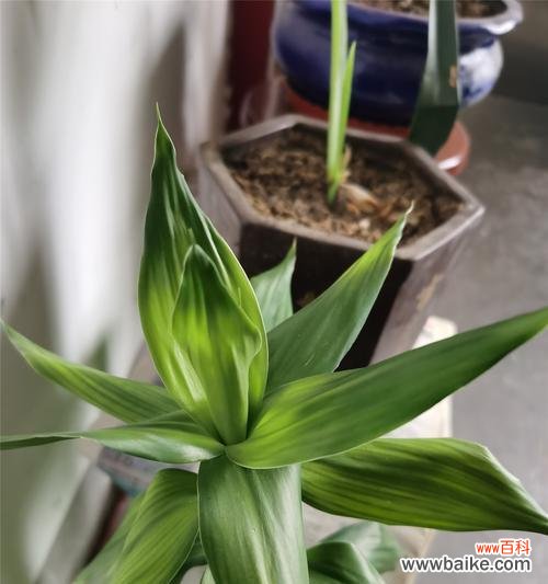 解读富贵竹开花的象征意义及仪式 富贵竹开花的寓意与预示