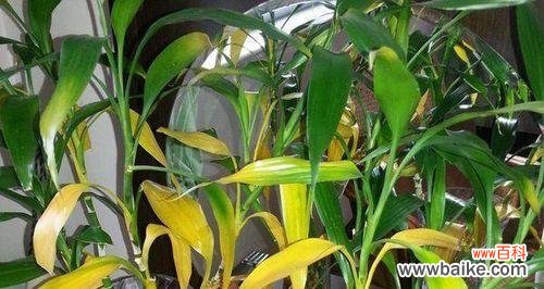 解读富贵竹开花的象征意义及仪式 富贵竹开花的寓意与预示