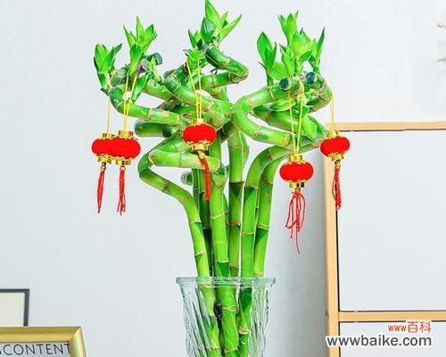 揭秘富贵竹在风水中的作用与寓意 富贵竹风水的祥瑞之道