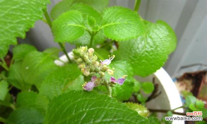 解密甘蔗开花的奇迹 甘蔗开花的神秘预兆与寓意
