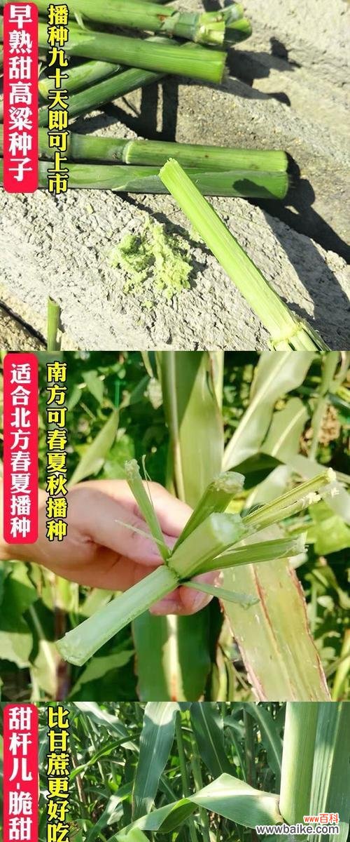 解密甘蔗开花的奇迹 甘蔗开花的神秘预兆与寓意
