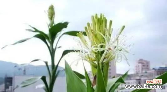 解密甘蔗开花的奇迹 甘蔗开花的神秘预兆与寓意