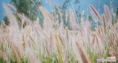 揭示狗尾巴草所蕴含的情感与象征 狗尾巴草的花语与寓意