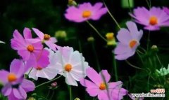 一朵傲雪而立的花朵 格桑花