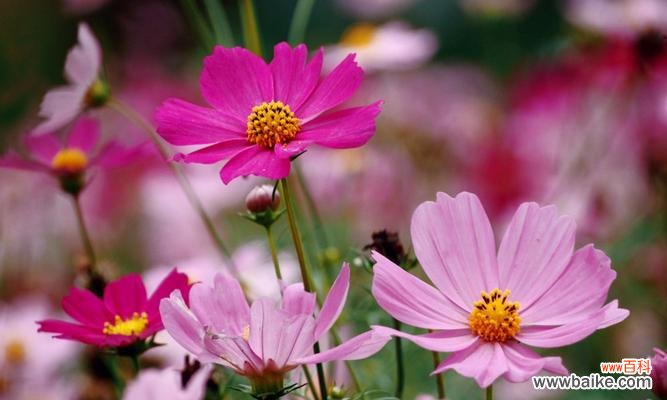 格桑花 格桑花的花语