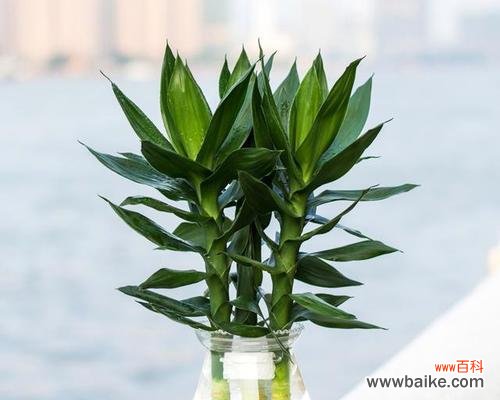 观音竹的深层寓意与风水意义 以观音竹为主题的寓意与象征风水