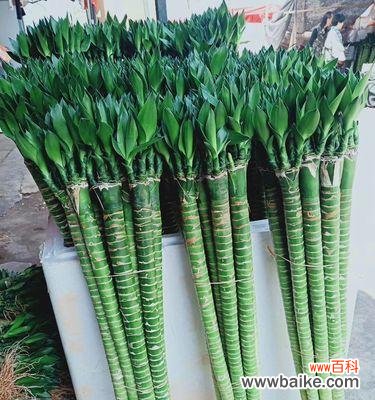 观音竹的深层寓意与风水意义 以观音竹为主题的寓意与象征风水