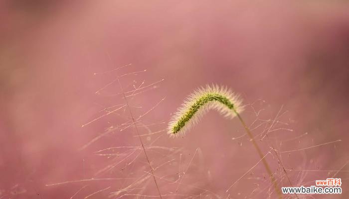 探索狗尾草花语的深层含义 狗尾草的花语及其意义