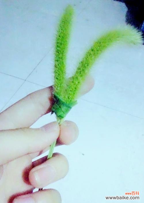 探索狗尾草花语的深层含义 狗尾草的花语及其意义