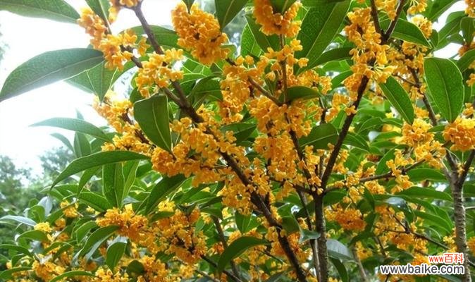 桂花的文化内涵与人生哲理 桂花的象征意义及寓意