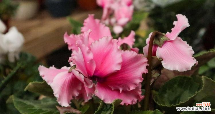 探秘广元市的市花及其文化内涵 广元市的市花及其象征意义