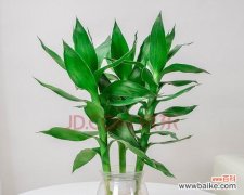 揭示观音竹花语的寓意和象征之美 观音竹花语