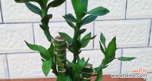 揭示观音竹花语的寓意和象征之美 观音竹花语