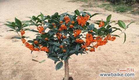 传承千年的芳香 桂花树的寓意与象征风水