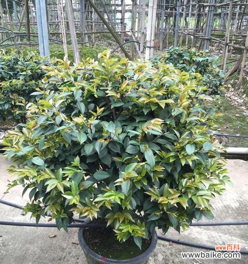 传承千年的芳香 桂花树的寓意与象征风水