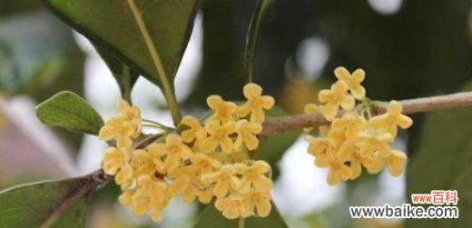 传承千年的芳香 桂花树的寓意与象征风水
