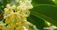 香气飘溢的吉祥花卉与环境和谐之道 桂花