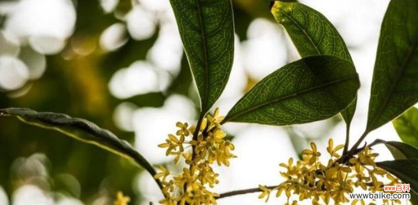 香气飘溢的吉祥花卉与环境和谐之道 桂花