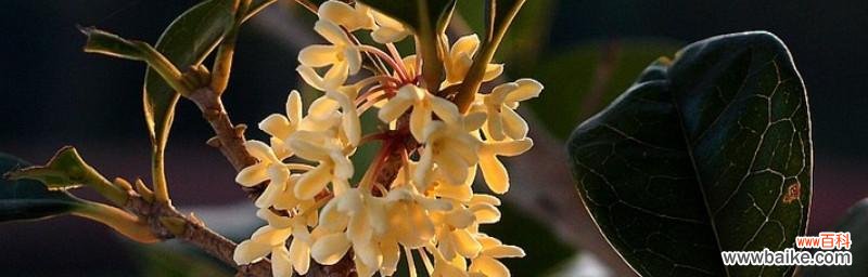 香气飘溢的吉祥花卉与环境和谐之道 桂花