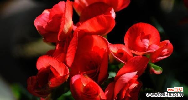 寓意传承千年 海棠花的寓意与象征风水