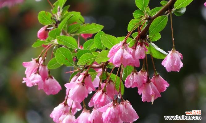 带你探寻海棠花的神秘面纱 海棠花的寓意与象征风水
