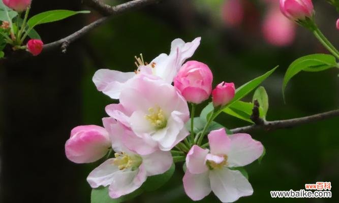 带你探寻海棠花的神秘面纱 海棠花的寓意与象征风水