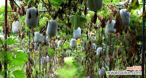 香甜多汁的夏日美食 哈密瓜