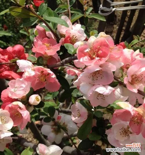 揭秘海棠树在风水中的神奇力量与象征意义 海棠树的风水作用与寓意