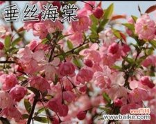 揭秘海棠树在风水中的神奇力量与象征意义 海棠树的风水作用与寓意