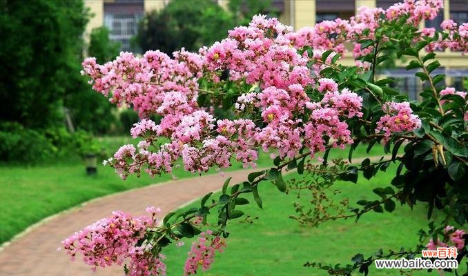揭秘海棠树在风水中的神奇力量与象征意义 海棠树的风水作用与寓意